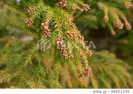 花粉症 スギ花粉 杉の花 花粉症 スギ花粉 杉の花 98852195