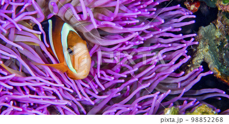 Clark s Anemonefish, Bunaken National Marine Park, Indonesia 98852268