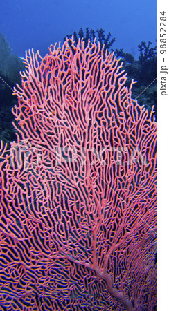 Gorgonian, Maldives 98852284