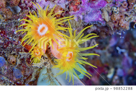 Encrusting Sea Anemone,  Lembeh, Indonesia 98852288