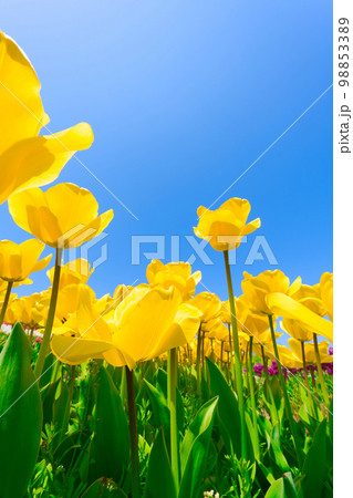 【大阪府】4月・爽やかな春、透き通った青空、満開のチューリップで賑わう緑のミュージアムハーベストの丘 98853389