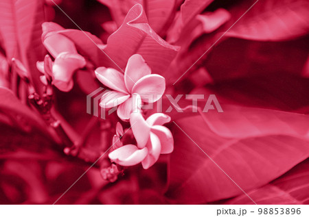 Color of the year Color of the year 98853896