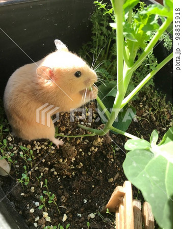 キンクマハムスター 98855918