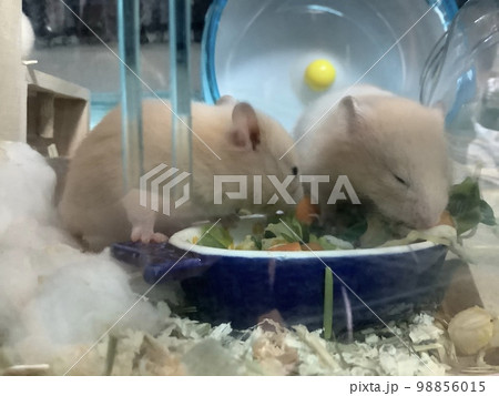 キンクマハムスターの赤ちゃんの食事姿 98856015