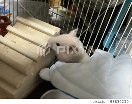 キンクマハムスターの子 98856239