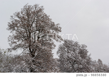 Snow in the winter forest. Winter snow landscape Snow in the winter forest. Winter snow landscape 98856380
