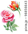 Pink And Orange Roses. Watercolor Illustration. Ideal for Valentine's Day 98856643