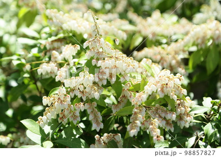 アセビの花 98857827