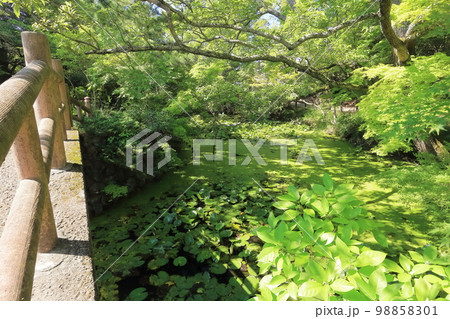 【香川県】四国霊場「第84番札所」屋島寺　瑠璃宝の池（血の池） 98858301