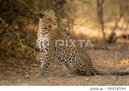 Close-up of leopard sitting looking over shoulder 98858594