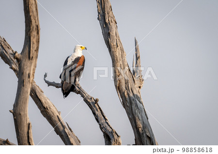 African fish eagle staring in dead tree 98858618