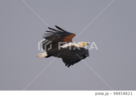 African fish eagle gliding against blue sky 98858621