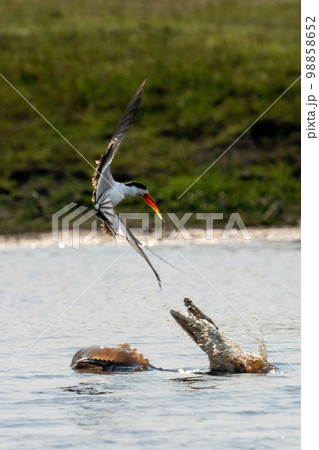 Nile crocodile tries to catch African skimmer Nile crocodile tries to catch African skimmer 98858652