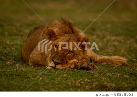 Male lion lies on riverbank eyeing camera Male lion lies on riverbank eyeing camera 98858653