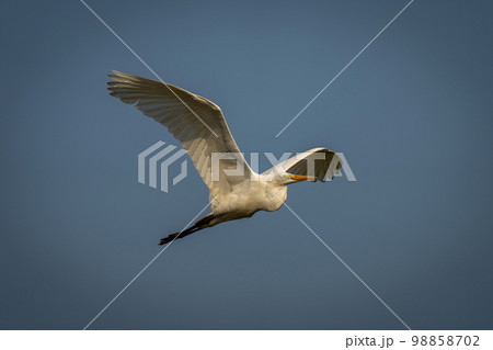 Great egret flies through perfect blue sky Great egret flies through perfect blue sky 98858702