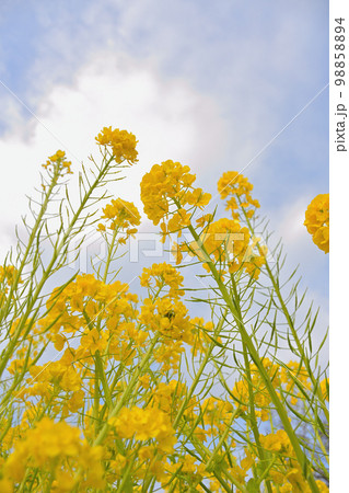 見上げた空には菜の花が笑ってた 98858894