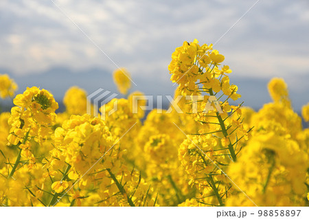 きいろと緑とオレンジと 98858897