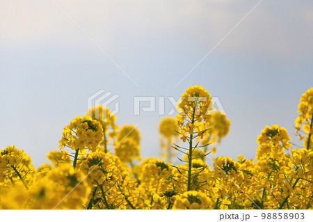 柔らかな日差しに包まれて 98858903