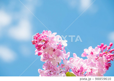 青空とライラックの花 青空とライラックの花 98859610