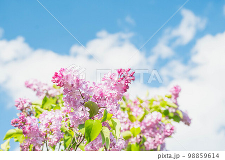 青空とライラックの花 青空とライラックの花 98859614