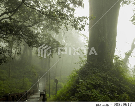 幻想的な森林 台湾阿里山 幻想的な森林 台湾阿里山 98859617