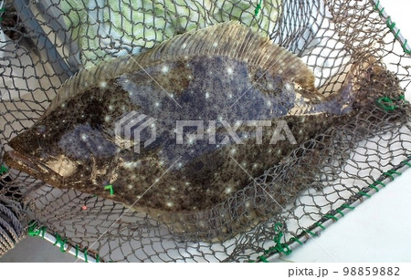 沖釣り アジ釣りの緑サビキ針にヒラメが擦れ掛け 沖釣り アジ釣りの緑サビキ針にヒラメが擦れ掛け 98859882