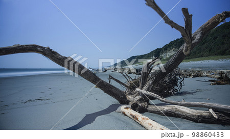 海岸に流れ着いた流木 98860433
