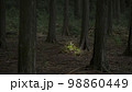 薄暗い森と切株 98860449
