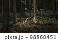 薄暗い森で倒れる木 98860451