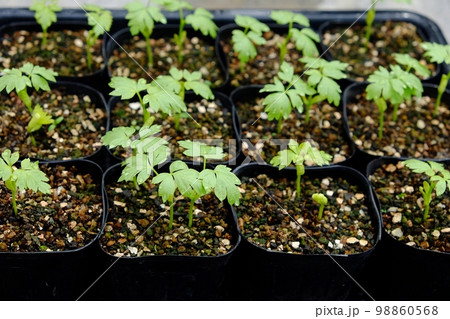 フウセンカズラの発芽 フウセンカズラの発芽 98860568