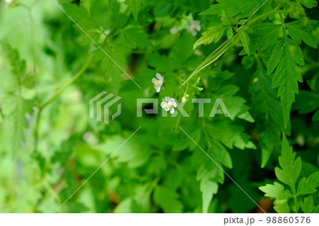 フウセンカズラの花 フウセンカズラの花 98860576