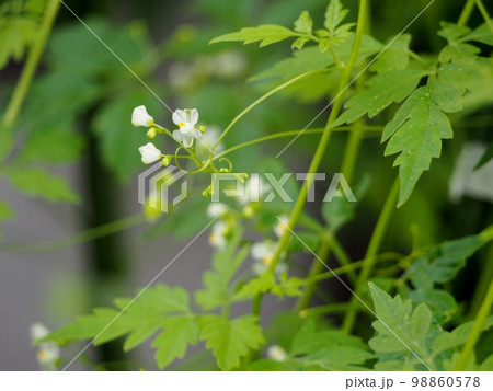 フウセンカズラの花 98860578