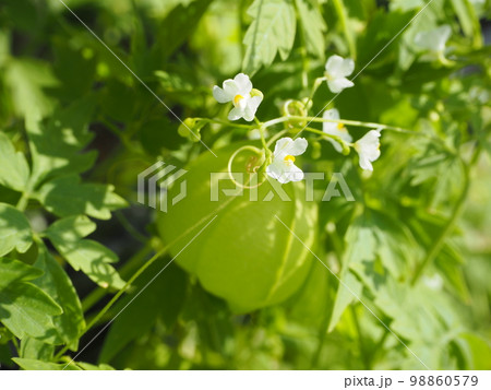 フウセンカズラの花 98860579
