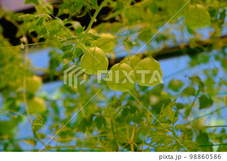 フウセンカズラ フウセンカズラ 98860586