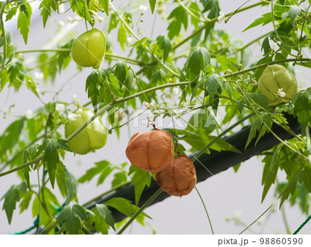 秋、緑色から茶色に変わる風船葛の実 秋、緑色から茶色に変わる風船葛の実 98860590