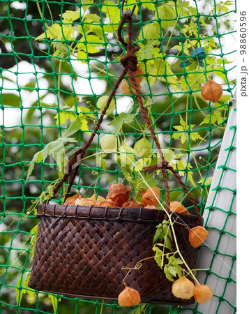 フウセンカズラの熟した実 フウセンカズラの熟した実 98860596