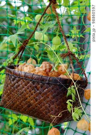 フウセンカズラの熟した実 フウセンカズラの熟した実 98860597