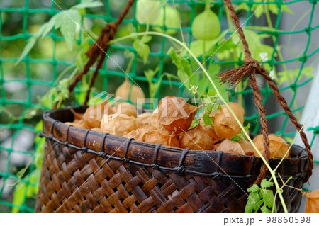 フウセンカズラの熟した実 フウセンカズラの熟した実 98860598