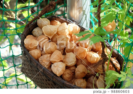 フウセンカズラの熟した実 98860603