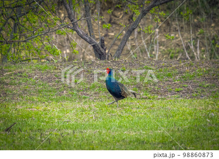 Wild pheasant in its natural habitat close-up 98860873