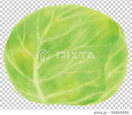 捲心菜 捲心菜 98860898