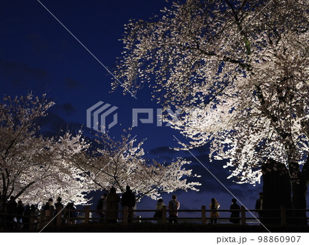 春宵のソメイヨシノ(前橋 楽歩堂前橋公園) 春宵のソメイヨシノ(前橋 楽歩堂前橋公園) 98860907