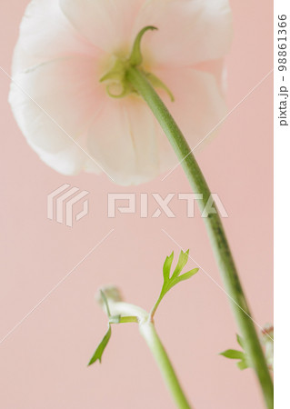 delicate buttercup flower on pink background. gift card, bouquet for international women's day delicate buttercup flower on pink background. gift card, bouquet for international women's day 98861366