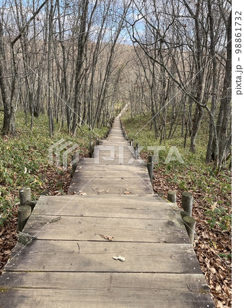 林の遊歩道 林の遊歩道 98861732