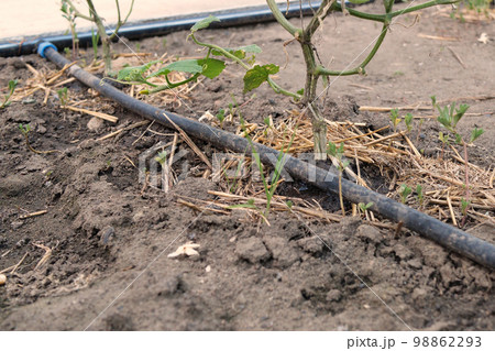 drip watering of the plant. Water drips onto the drip irrigation system used on the farm and saves water drop by drop 98862293