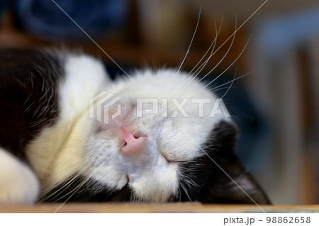 白黒猫　イメージ 98862658