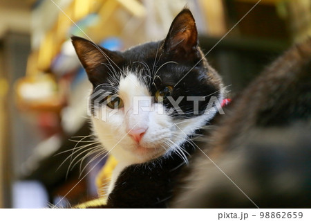 白黒猫 イメージ 白黒猫 イメージ 98862659