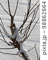 枝に雪 98862664