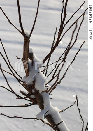 枝に雪 98862664