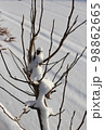 枝に雪 98862665